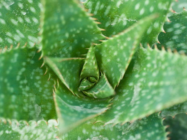 Hello Aloe: A Surprising Smile Soother featured image
