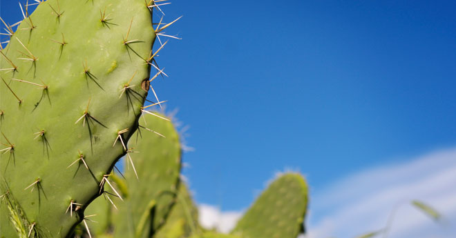 Why You Should Start Drinking Cactus Water featured image