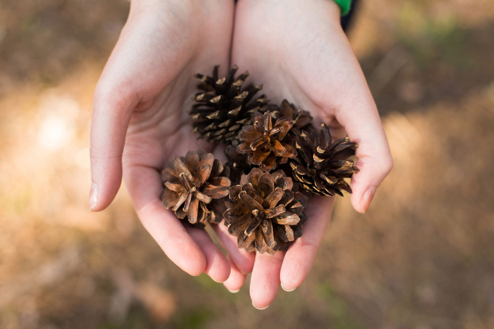 Can Pinecones Prevent Sagging Skin? featured image