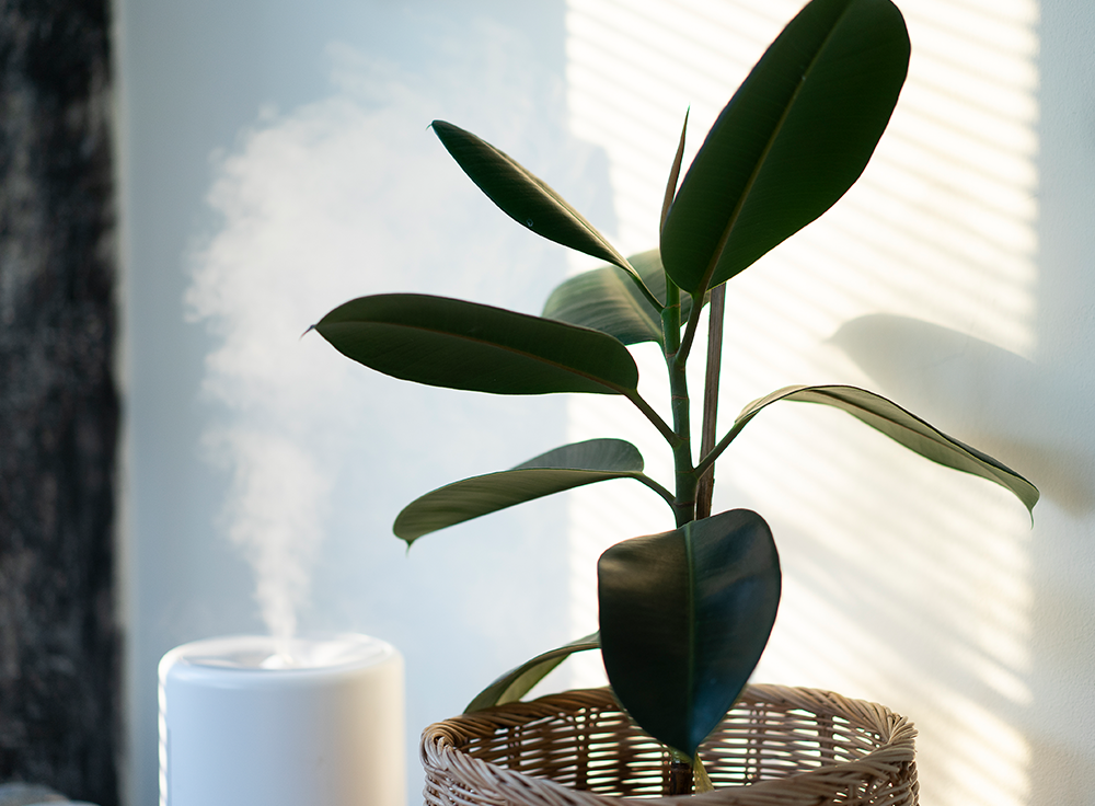 Are Humidifiers the Secret to Achieving Dewy, Hydrated Skin? featured image