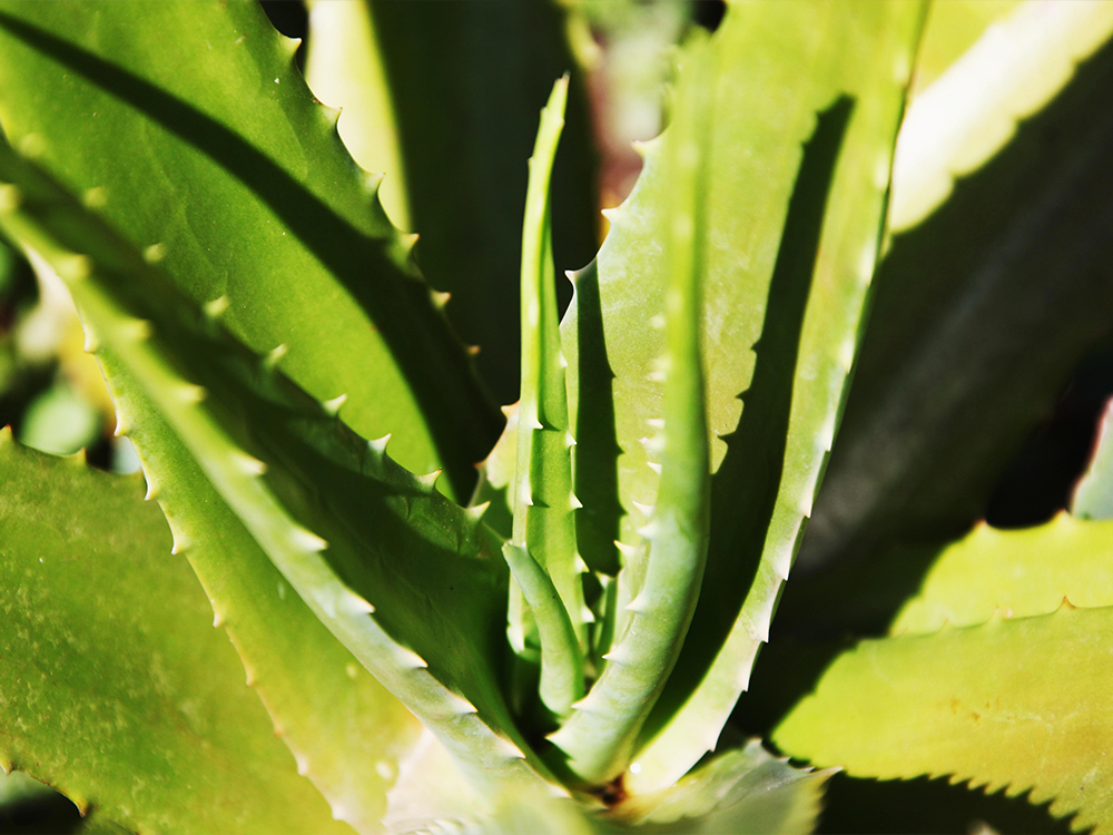 An A-to-Z Guide to Aloe Vera featured image