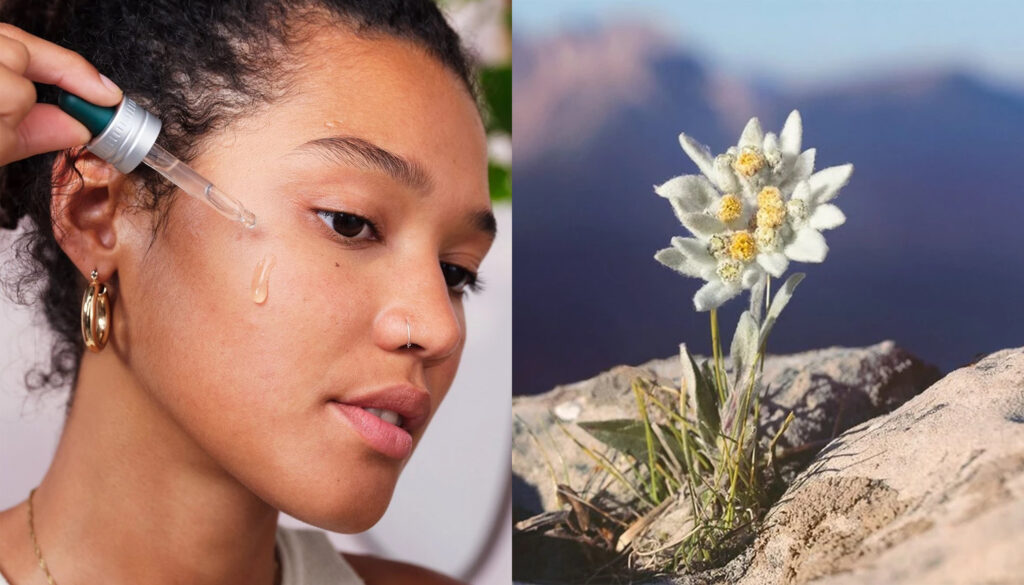 Edelweiss: The Trending Ingredient With More Antioxidant Properties Than Vitamin C and Retinol featured image